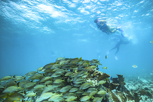 Snorkel Expedition